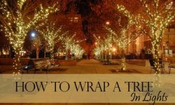 How to Wrap a Tree in Lights